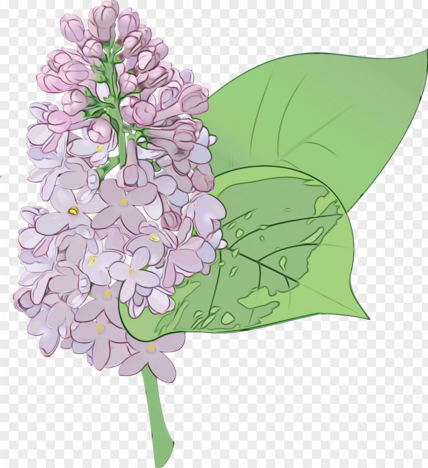 Flower Lilac Plant PNG