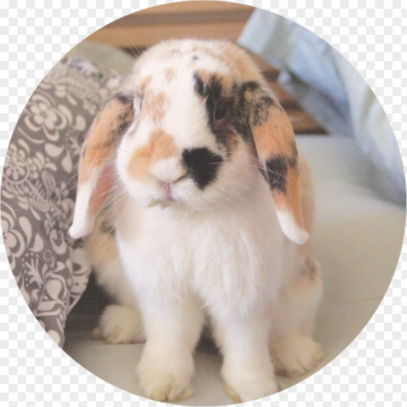 Holland Lop Domestic Rabbit PNG