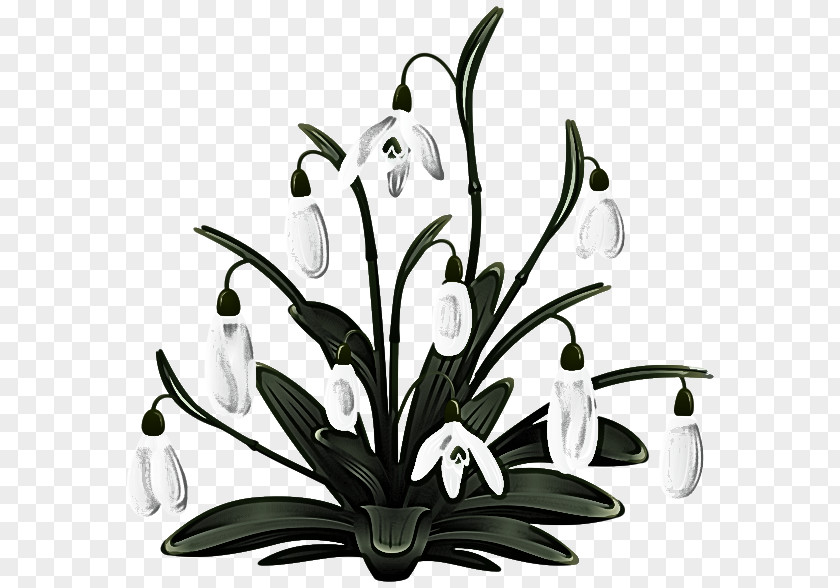 Lily Flowering Plant Flower Black-and-white Leaf Clip Art PNG