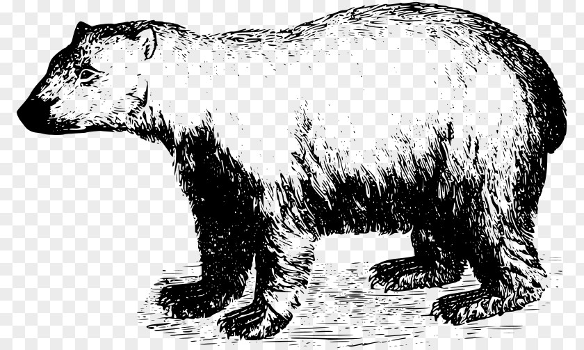 Polar Bear American Black T-shirt Grizzly PNG