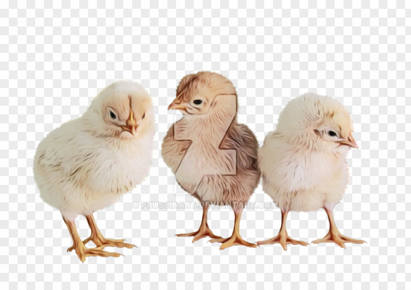 Poultry Livestock Bird Chicken Beak PNG
