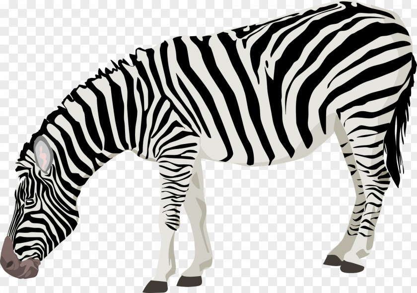 Zebra Animals Black And White Clip Art PNG