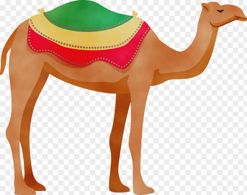 Dromedary Snout Camels PNG