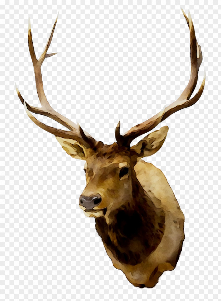 Elk Reindeer White-tailed Deer Antler PNG