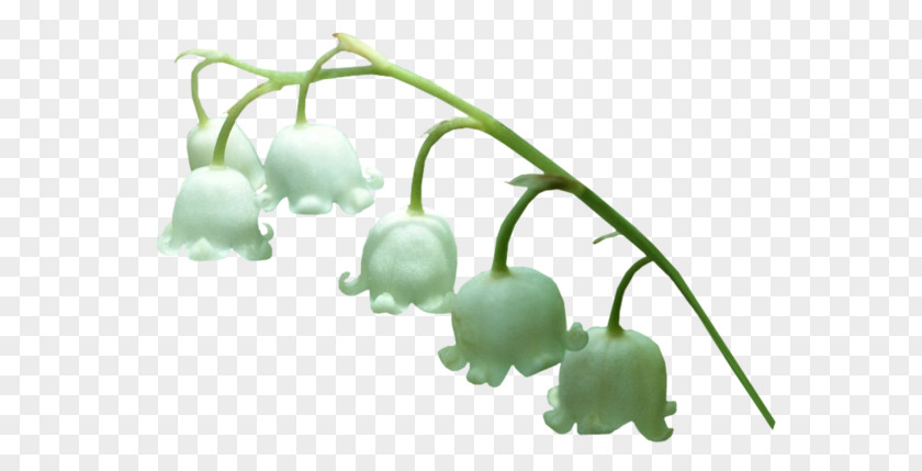 Lily Of The Valley Animaatio Clip Art PNG