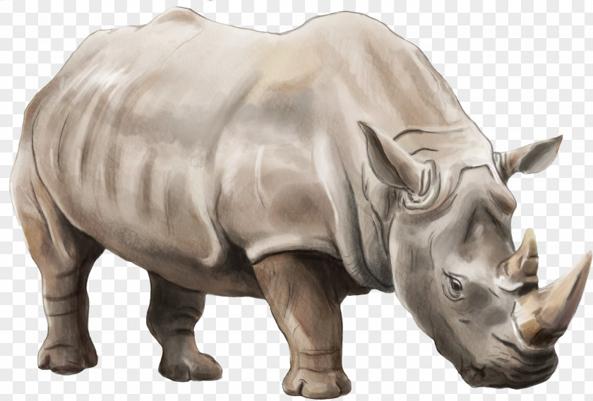 Rhino Rhinoceros Android Transparency And Translucency Clip Art PNG