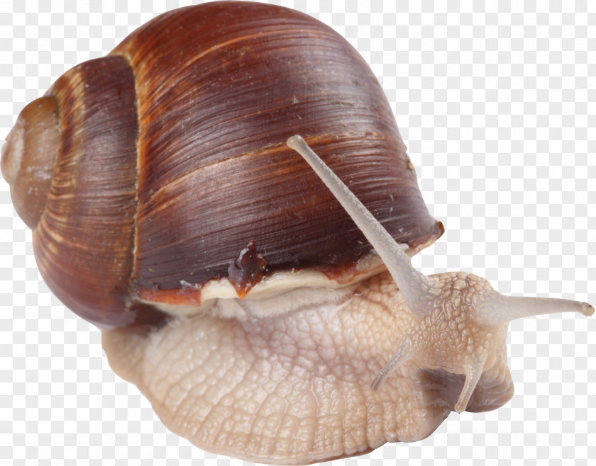 Small Animal Snail Material Free To Pull Escargot Orthogastropoda PNG