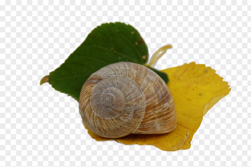 Snail Autumn Leaves Gastropods Leaf PNG