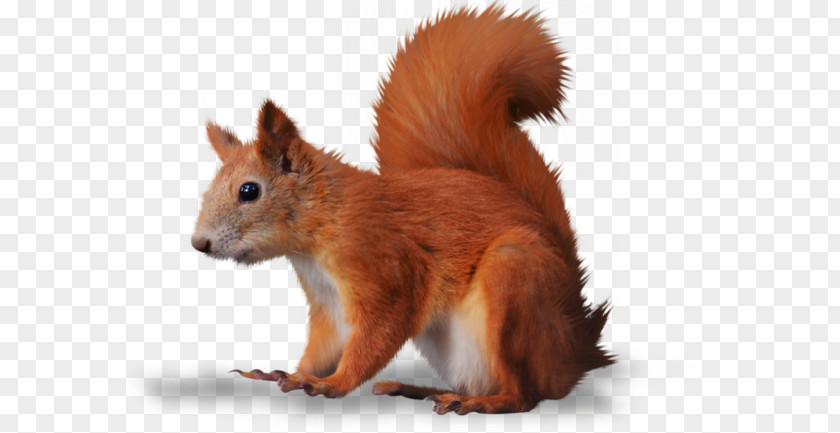 Squirrel Clip Art PNG