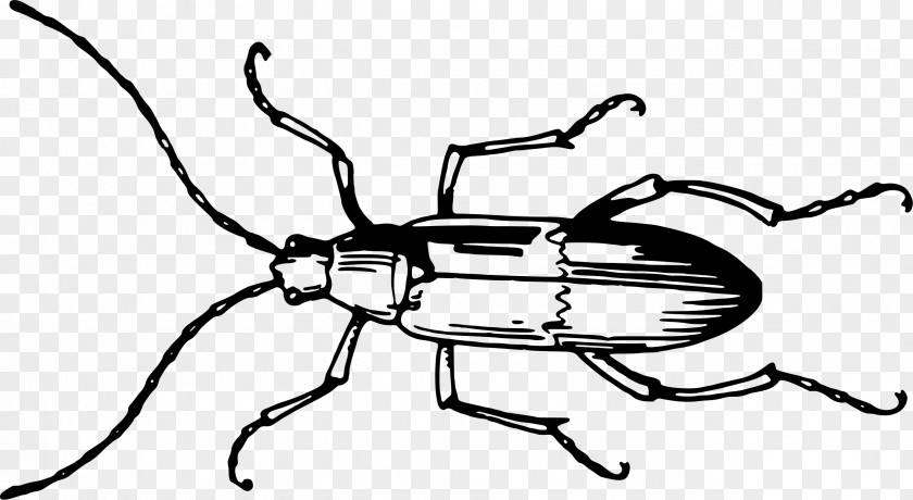 Beetle Antenna Invertebrate Insect Wing Grasshopper PNG