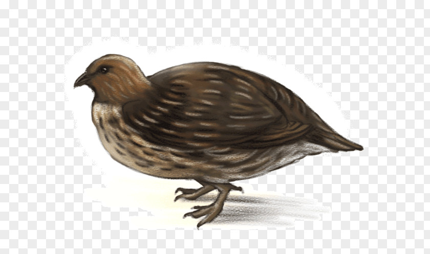 Bird Moa Dinosaur Montezuma Quail PNG