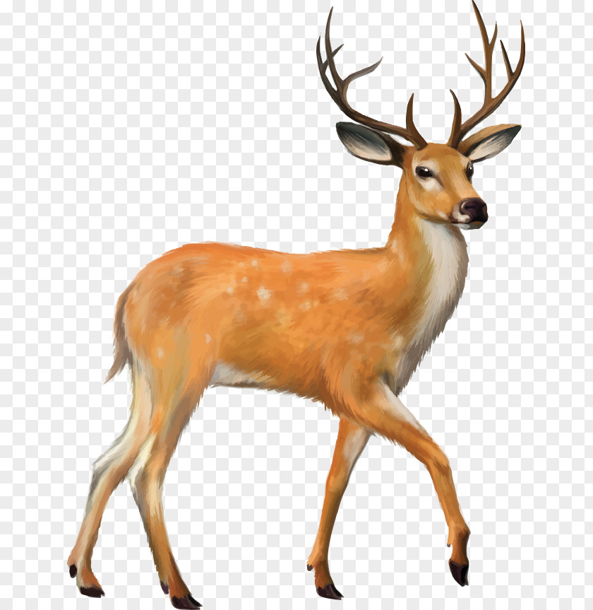 Deer, White-tailed Deer Mule Clip Art PNG