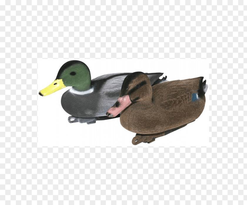 Duck Mallard Decoy Bird PNG
