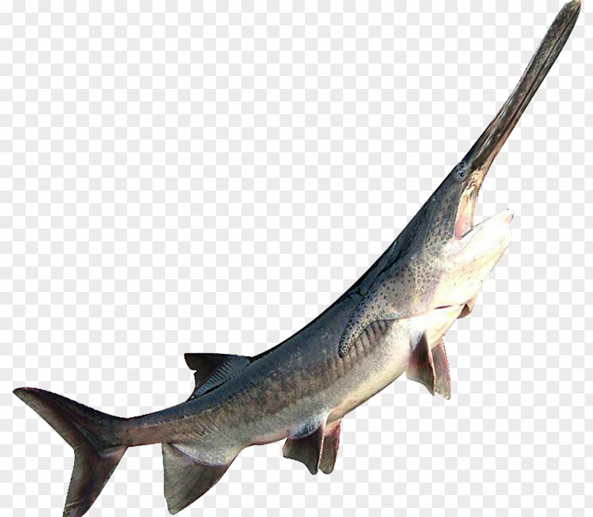 Duckbill Fish American Paddlefish Sturgeon Shark Seafood PNG