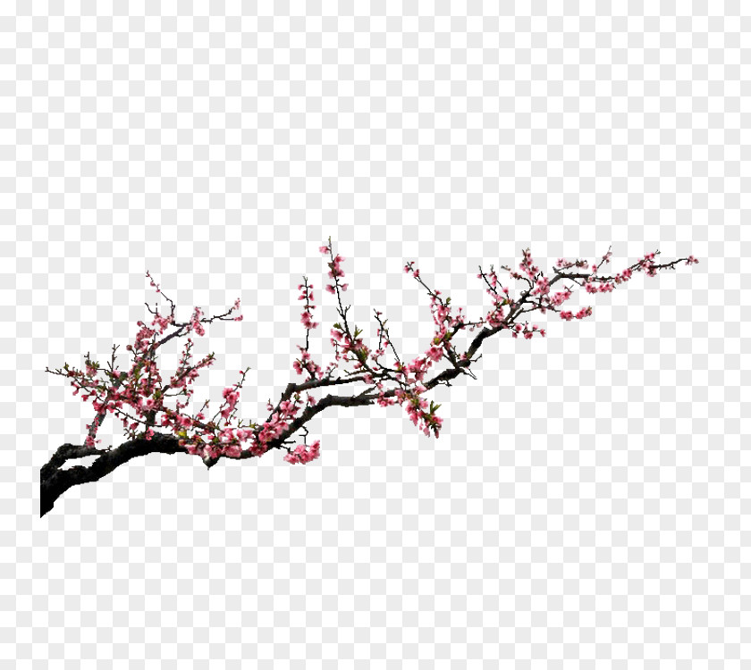 Hazardville Connecticut Ink Plum Blossom Download Clip Art PNG