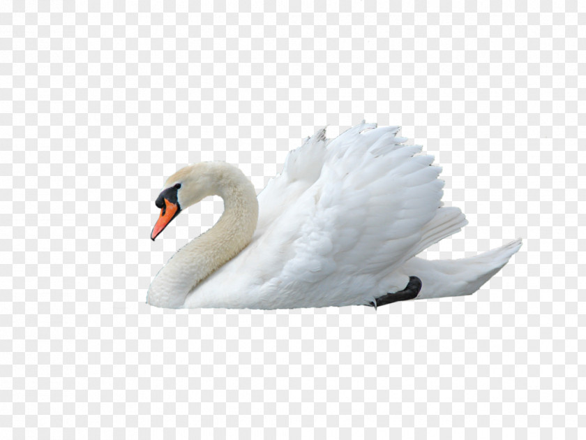 Swan Clip Art PNG