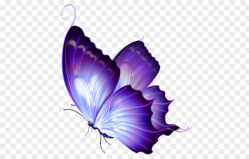 Butterflies Butterfly Purple Clip Art PNG