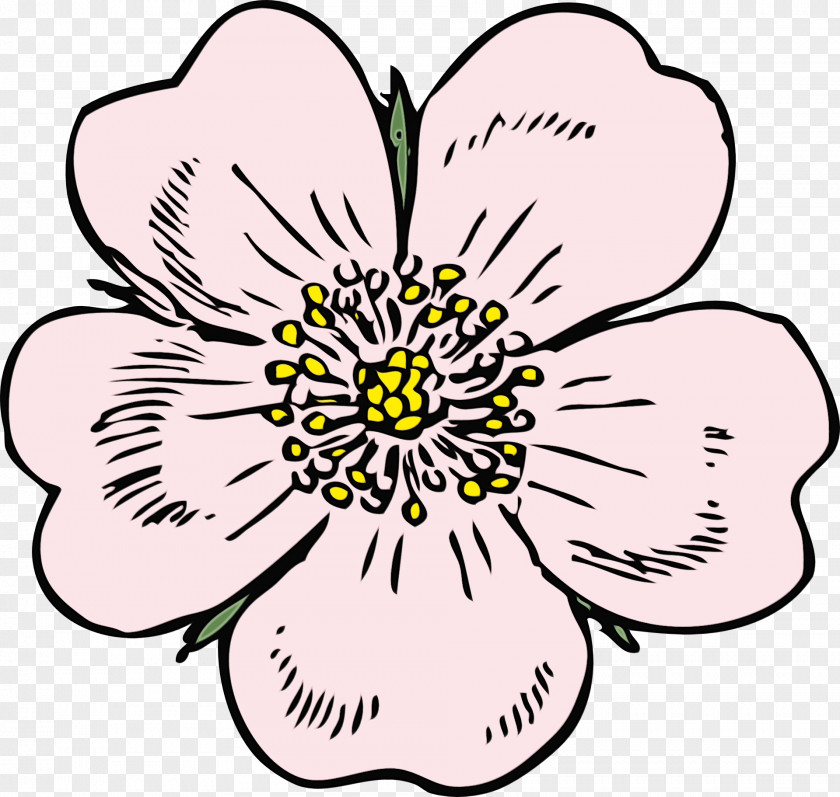 Cinquefoil Wildflower Floral Design PNG