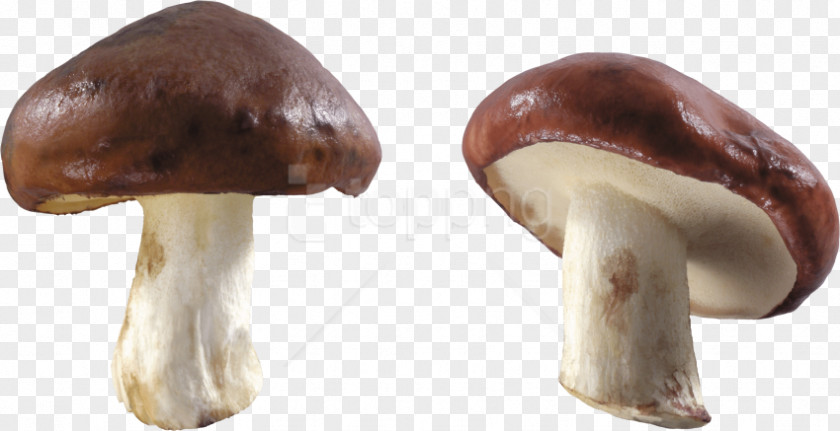 Mushroom Cloud Transparent Preview Edible Shiitake Clip Art PNG