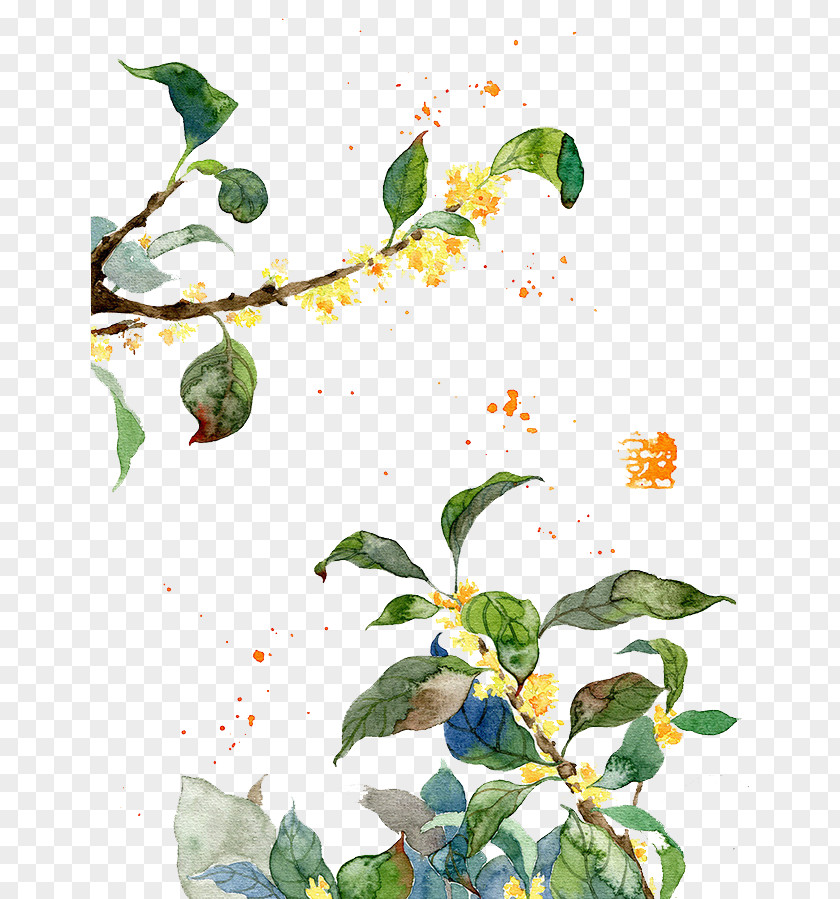 Osmanthus PNG