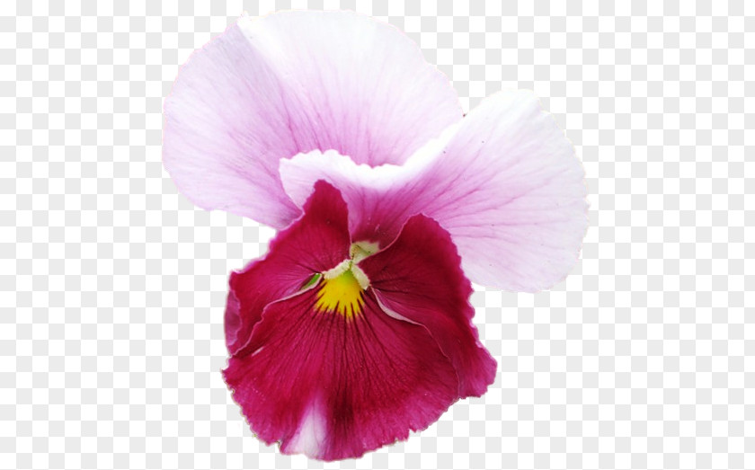 Pansy Annual Plant Close-up PNG