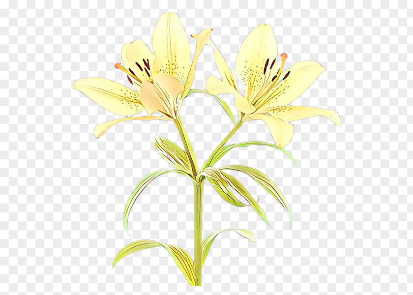 Cut Flowers Lily Of The Incas Plant Stem Pollen Plants PNG