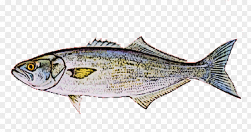 Fish Sardine Products Mackerel Oily Thunnus PNG