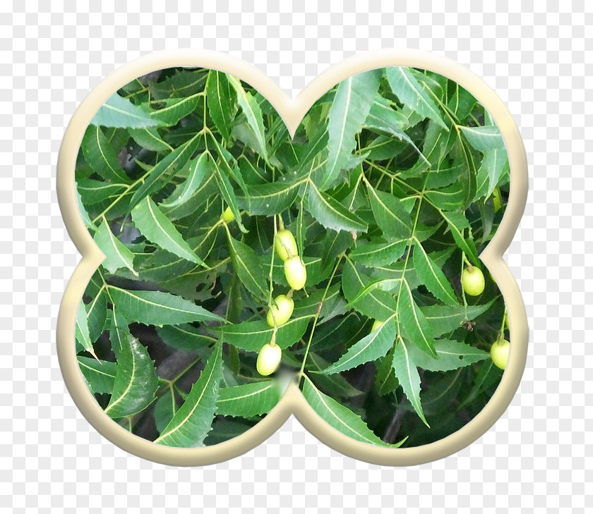 Leaf Neem Tree Plant Controlar La Diabetes Vascular Tissue PNG