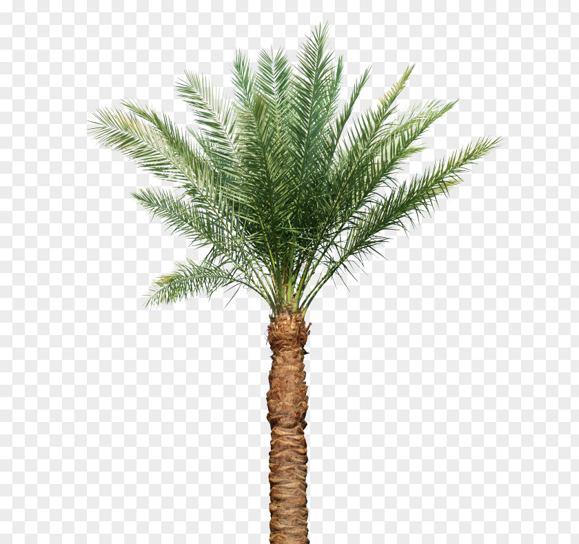 Palm Tree Arecaceae Leaf Silk Euclidean Vector PNG