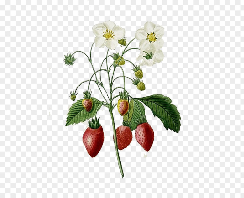 Red Strawberry Choix Des Plus Belles Fleurs Botanical Illustration Printmaking PNG
