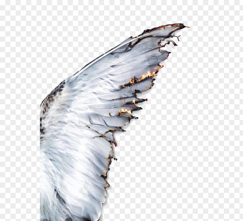 White Feathers Daedalus Icarus Wing Greek Mythology Feather PNG
