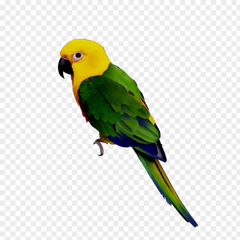 Bird Parrots Yellow-crowned Amazon Budgerigar Macaw PNG