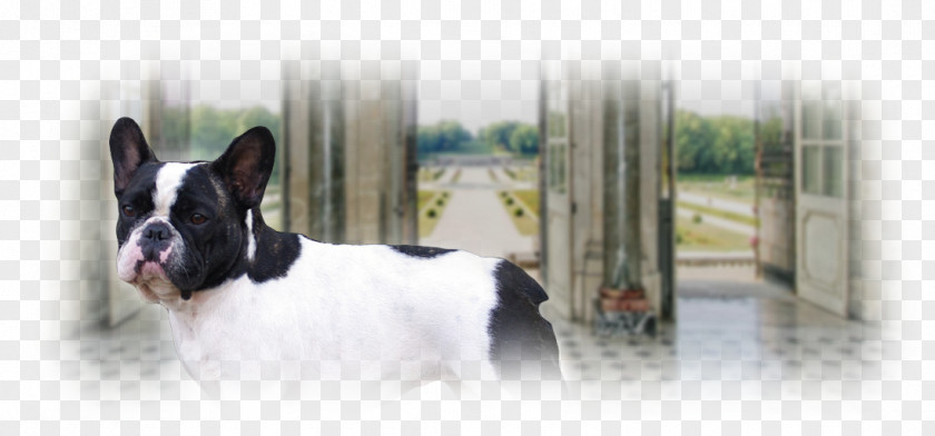 Marver French Bulldog Boston Terrier Dog Breed Snout PNG