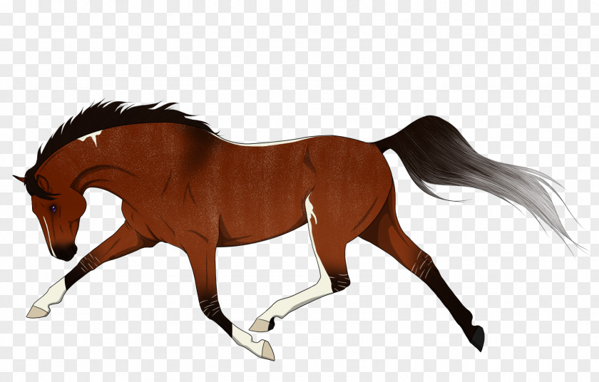 Mustang Foal Mane Stallion Pony PNG