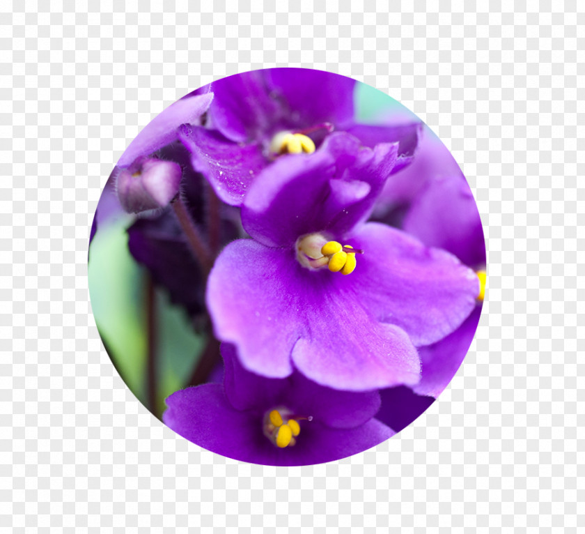 Plant African Violet Sweet Houseplant Gardening PNG