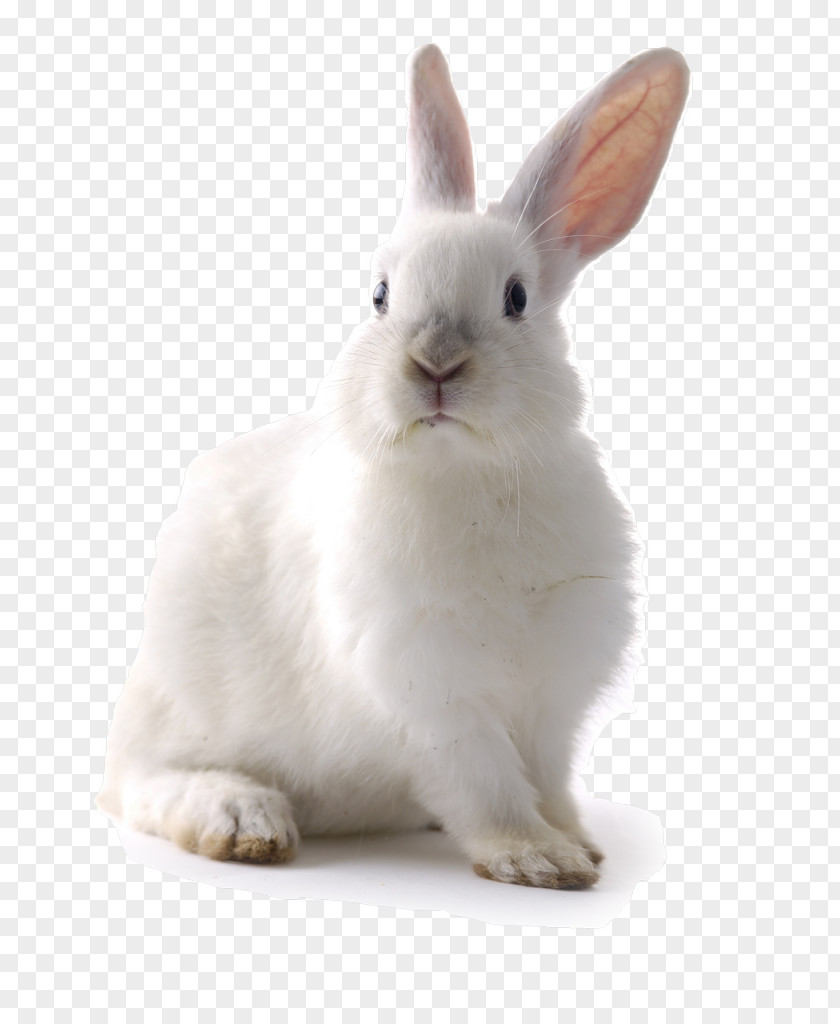 Rabbit Easter Bunny Hare Guinea Pig Pet PNG