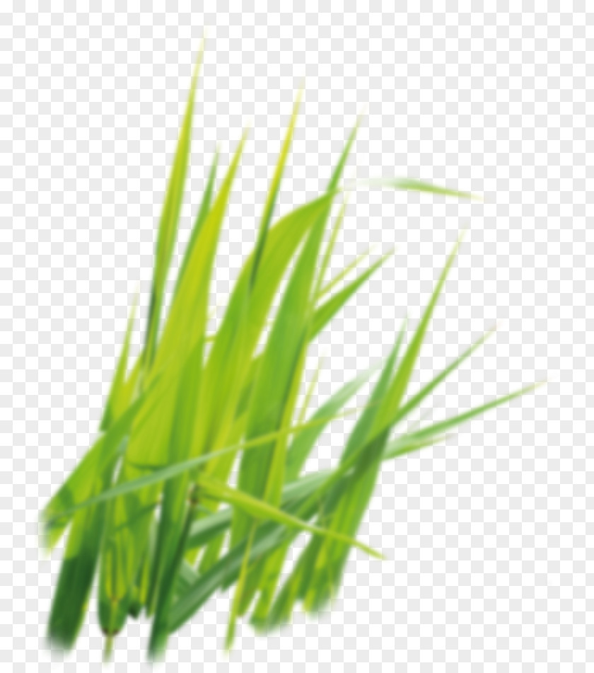 Sweet Grass Vetiver Commodity Wheatgrass Plant Stem PNG