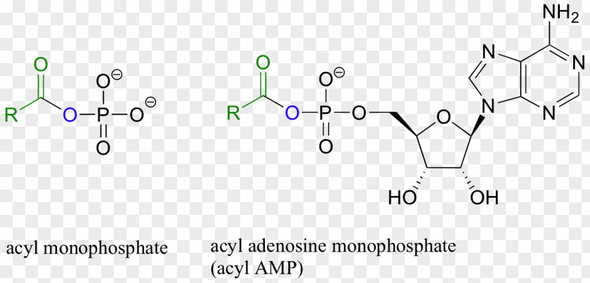 Adenosine Monophosphate Amide Peptide Bond Amino Acid Functional Group Transfer RNA PNG