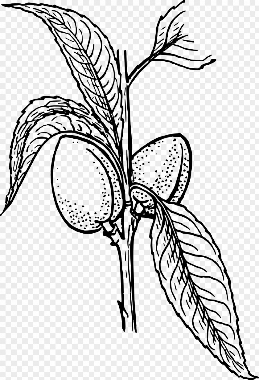 Almond Drawing Plant Clip Art PNG