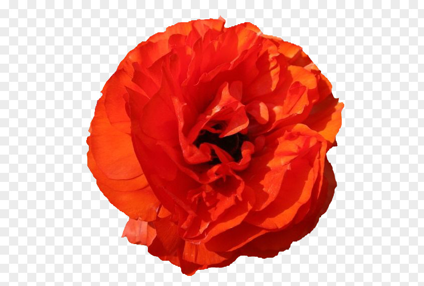 An Orange Red Peony Garden Roses Poppy Flower PNG