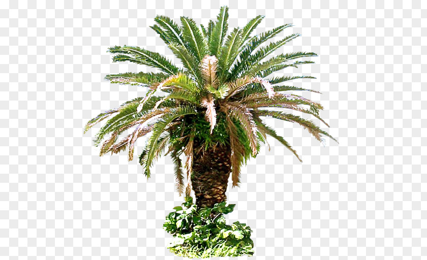 Date Palm Arecaceae Tree Plant Sago PNG