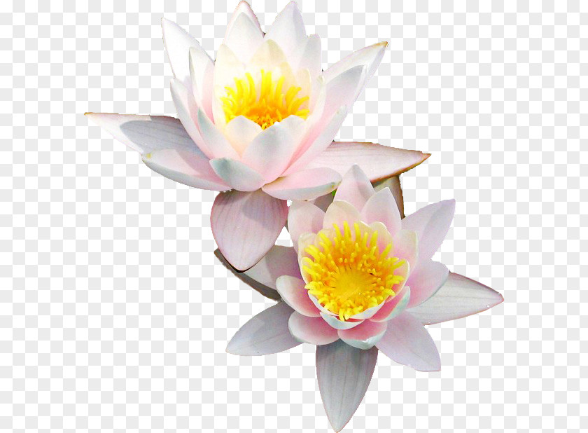Lotus Flower Nymphaea Nelumbo Image Illustration White PNG