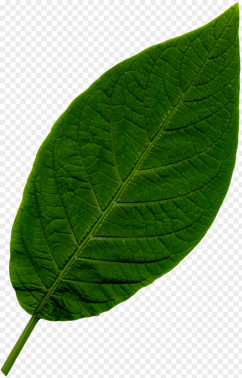Mint Leaf Vegetable Drawing Photography PNG