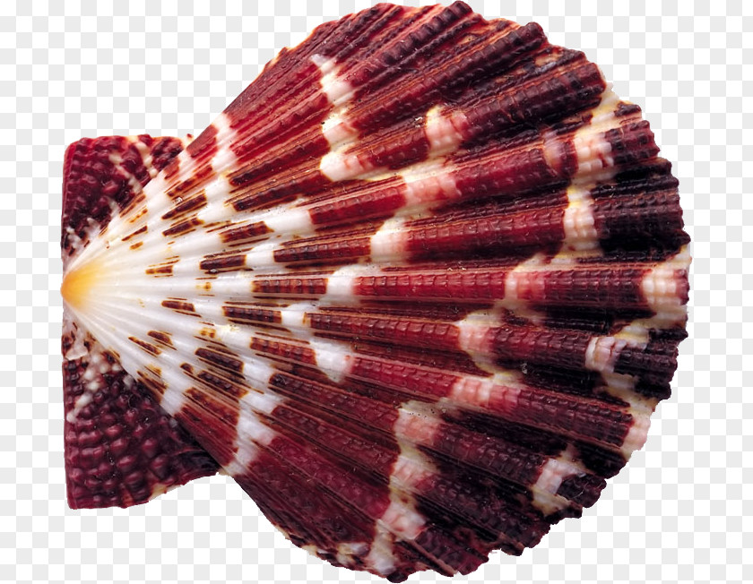 Shell Seashell Oyster Great Scallop Mollusc PNG