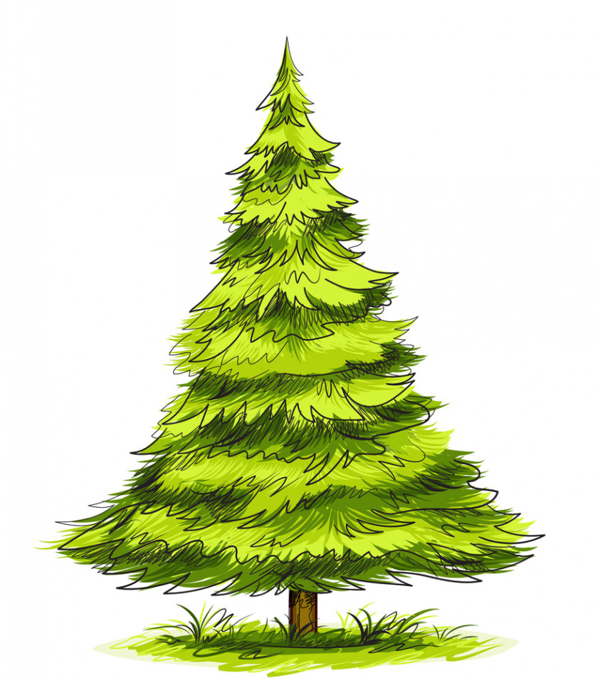 Tree Spruce Pine Drawing PNG