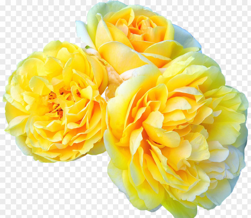Yellow Flowers Garden Roses Flower Meilland International SA Rosa 'Leonardo Da Vinci' PNG