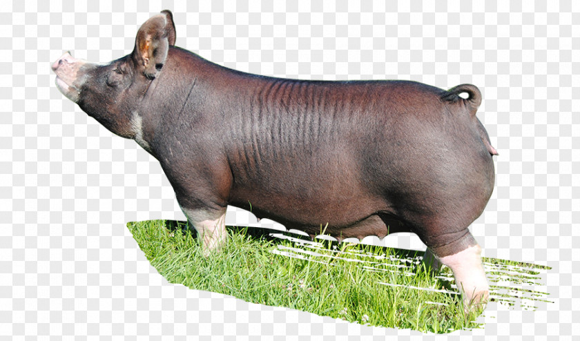 Boar Domestic Pig Mammal Animal Mauck Show Hogs PNG