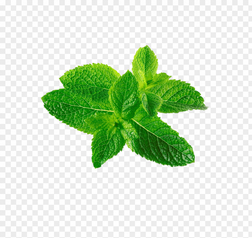Mint Leaf Mentha Spicata Canadensis PNG