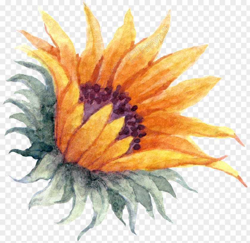 Painting Common Sunflower Watercolor Image PNG