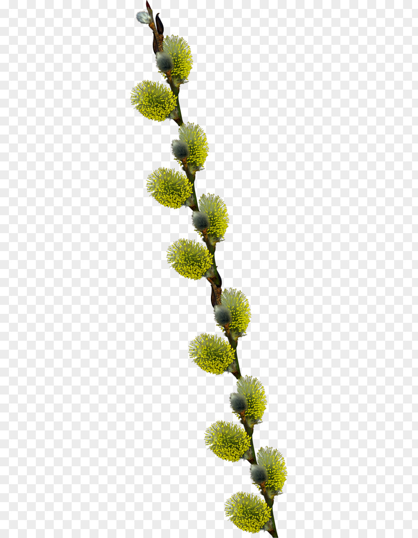 Perennial Plant Stem Flower Photo Frame PNG